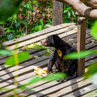 17D16N Sabah & Sarawak Adventure - Bako, Mulu Caves, Gaya Island, Kinabalu Geopark, Sukau & Borneo Rainforest Lodge