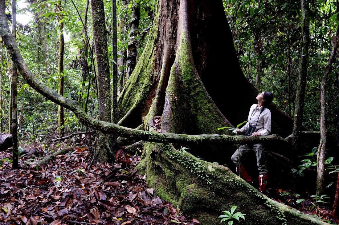 17D16N Sabah & Sarawak Adventure - Bako, Mulu Caves, Gaya Island, Kinabalu Geopark, Sukau & Borneo Rainforest Lodge