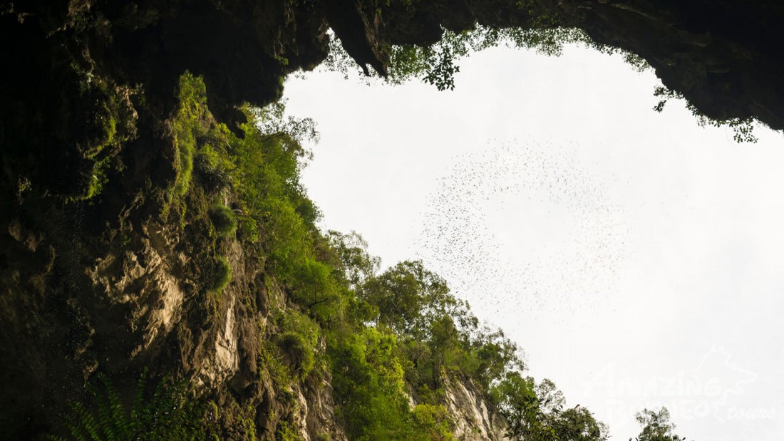 4D3N Mulu Pinnacles & Show Caves