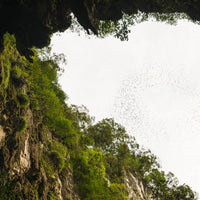 4D3N Mulu Pinnacles & Show Caves