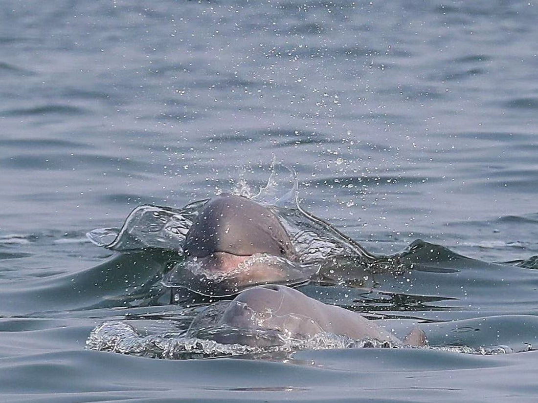 17D16N Sabah & Sarawak Adventure - Tabin, Danum Valley, Bako, Mulu Caves & Irrawaddy Dolphins