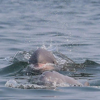 17D16N Sabah & Sarawak Adventure - Tabin, Danum Valley, Bako, Mulu Caves & Irrawaddy Dolphins