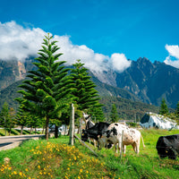 17D16N Sabah & Sarawak Adventure - Bako, Mulu Caves, Gaya Island, Kinabalu Geopark, Sukau & Borneo Rainforest Lodge