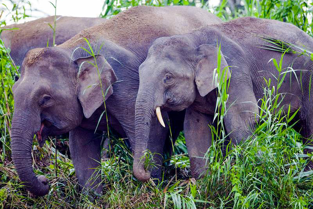 17D16N Sabah & Sarawak Adventure - Bako, Mulu Caves, Gaya Island, Kinabalu Geopark, Sukau & Borneo Rainforest Lodge