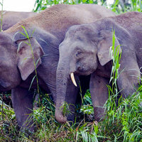 17D16N Sabah & Sarawak Adventure - Bako, Mulu Caves, Gaya Island, Kinabalu Geopark, Sukau & Borneo Rainforest Lodge