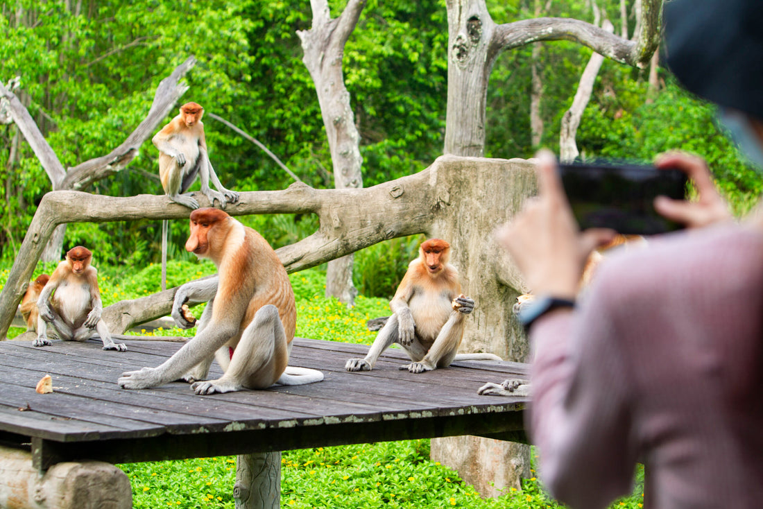 17D16N Sabah & Sarawak Adventure - Tabin, Danum Valley, Bako, Mulu Caves & Irrawaddy Dolphins