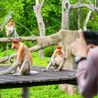 17D16N Sabah & Sarawak Adventure - Tabin, Danum Valley, Bako, Mulu Caves & Irrawaddy Dolphins