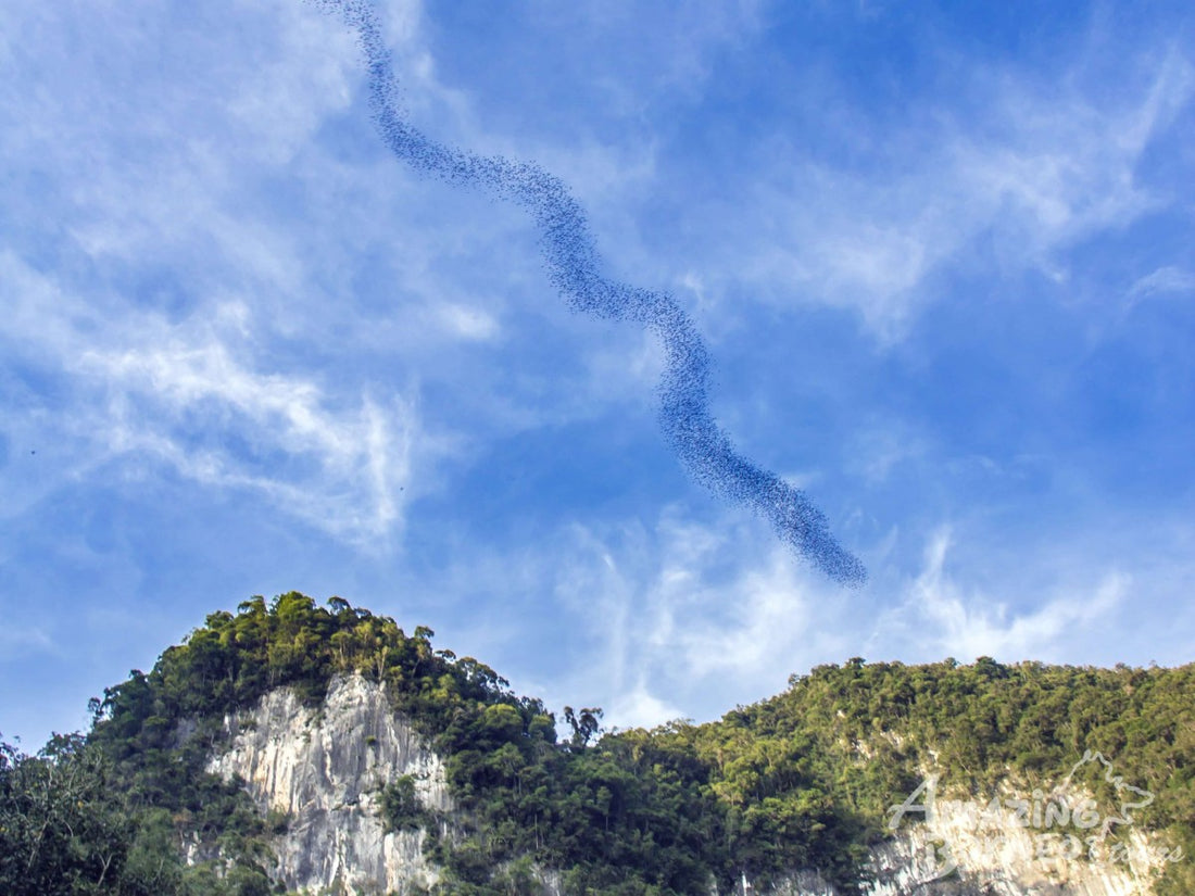 5D4N Kuching Wildlife & Culture Mulu Unesco With National Park Stay