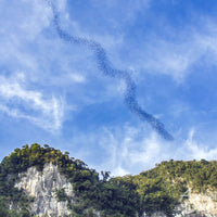 5D4N Kuching Wildlife & Culture Mulu Unesco With National Park Stay