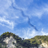 17D16N Sabah & Sarawak Adventure - Tabin, Danum Valley, Bako, Mulu Caves & Irrawaddy Dolphins