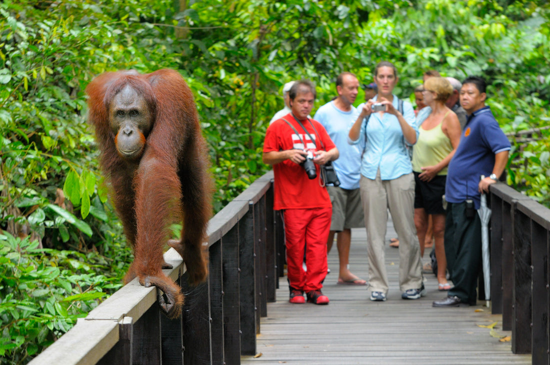 17D16N Sabah & Sarawak Adventure - Bako, Mulu Caves, Gaya Island, Kinabalu Geopark, Sukau & Borneo Rainforest Lodge