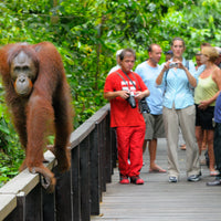 17D16N Sabah & Sarawak Adventure - Bako, Mulu Caves, Gaya Island, Kinabalu Geopark, Sukau & Borneo Rainforest Lodge