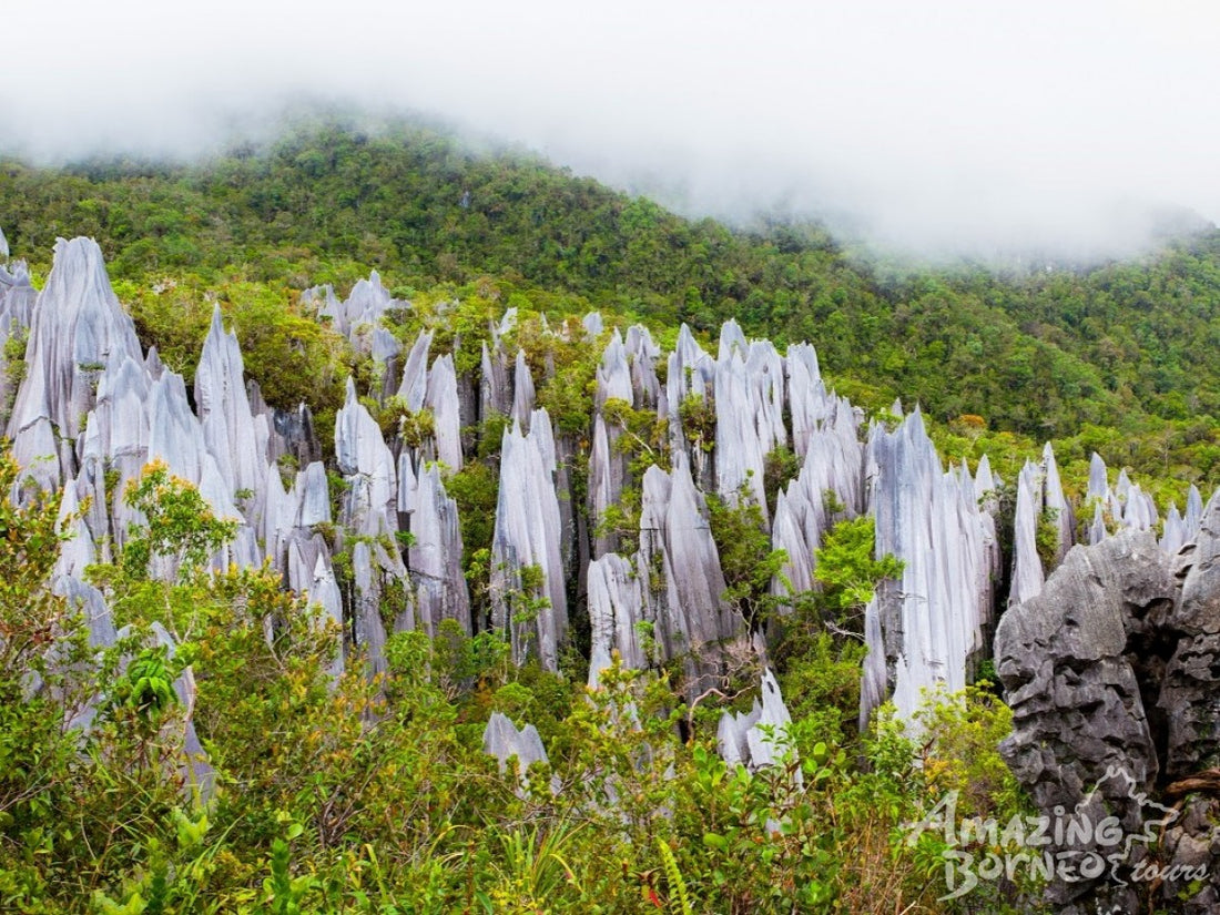 4D3N Mulu Pinnacles & Show Caves