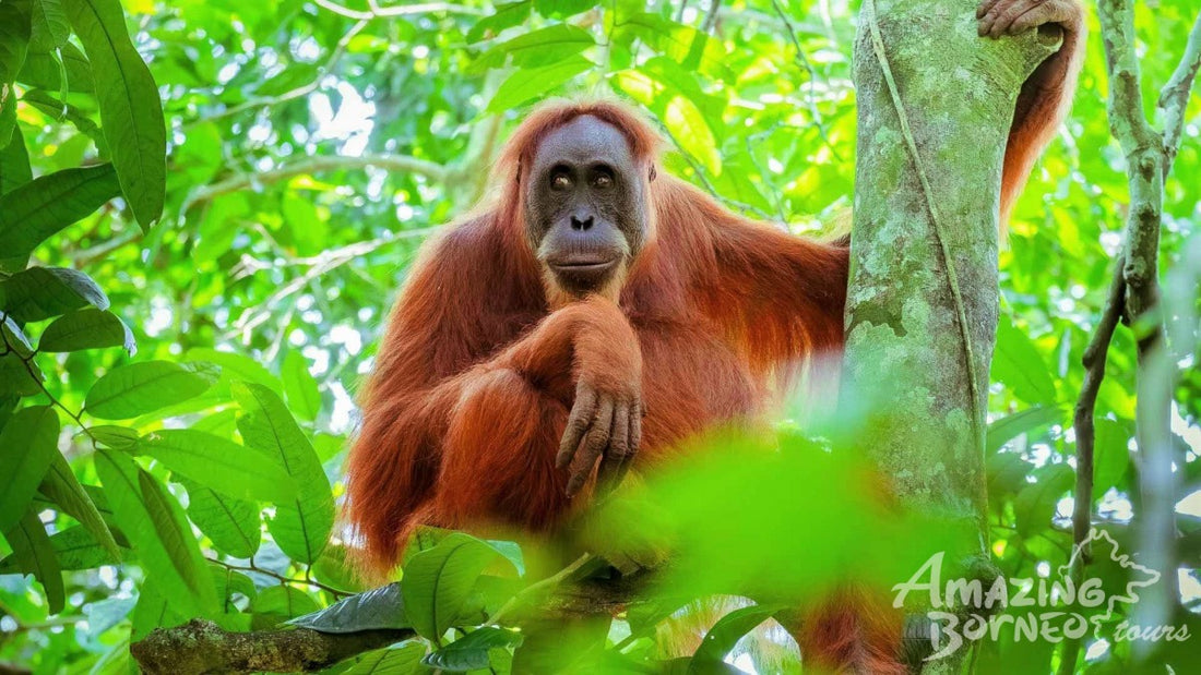 7D6N Sarawak-Brunei Highlights With Mulu Unesco Tour