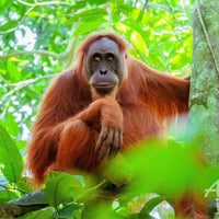 7D6N Sarawak-Brunei Highlights With Mulu Unesco Tour