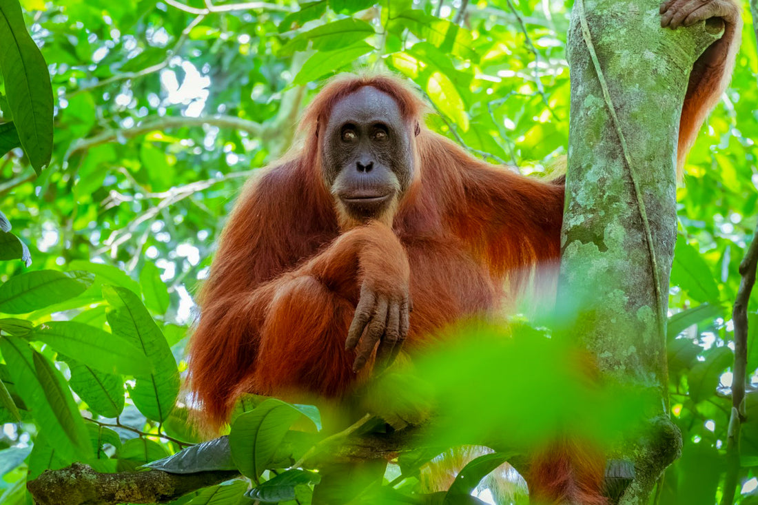 17D16N Sabah & Sarawak Adventure - Tabin, Danum Valley, Bako, Mulu Caves & Irrawaddy Dolphins