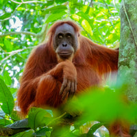 17D16N Sabah & Sarawak Adventure - Tabin, Danum Valley, Bako, Mulu Caves & Irrawaddy Dolphins